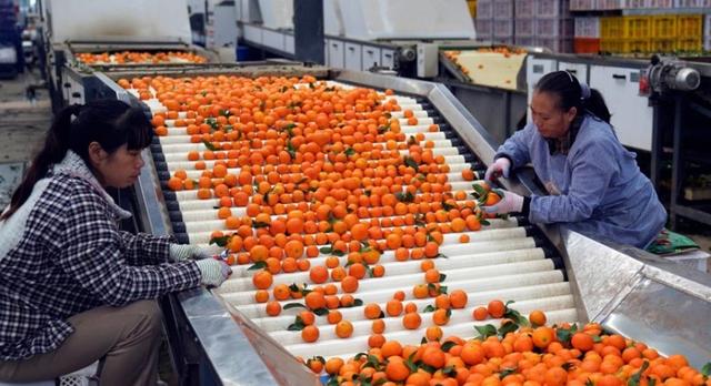 云南省华宁县，选果工人在分拣柑橘。图片来源：新华