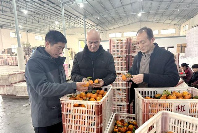 俄罗斯客商Rovshan Merchant查看柑橘品质，满脸喜悦。图片来源：网络