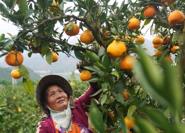 云南省华宁县华溪镇柑橘种植基地，村民采摘柑橘。图片来源：新华