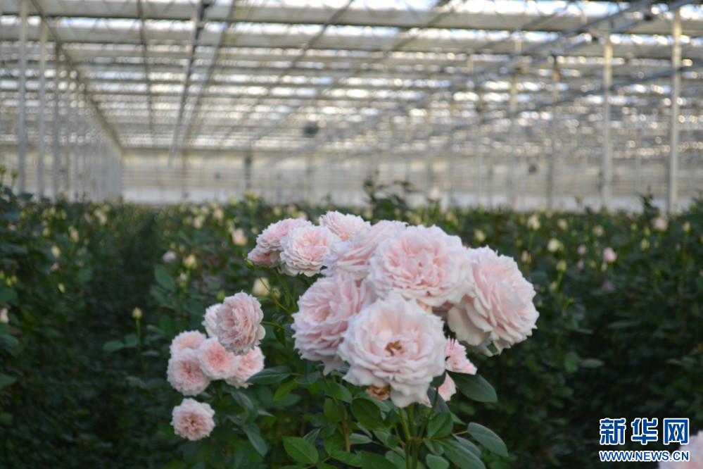 图为兰州新区现代农业示范园智能温室里盛开的花卉。
