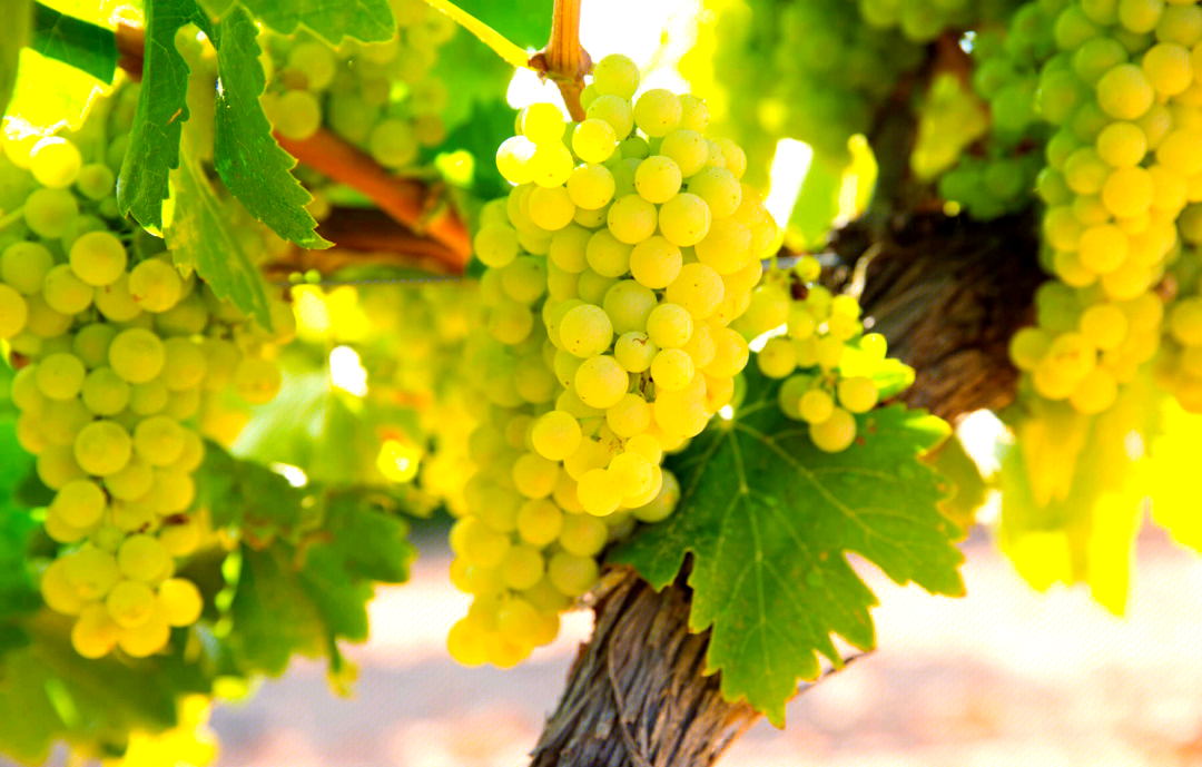 长城旗下百元价格带干白密集上新，精准撬动大众酒饮消费