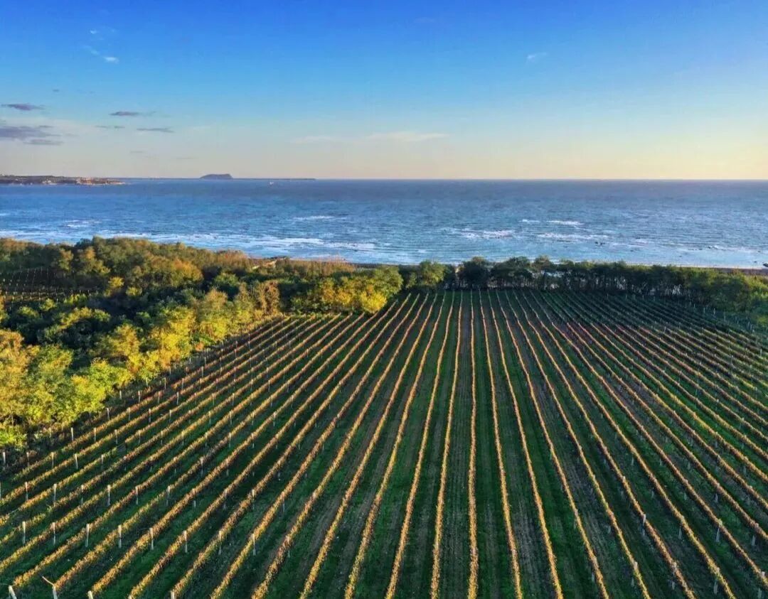 长城旗下百元价格带干白密集上新，精准撬动大众酒饮消费