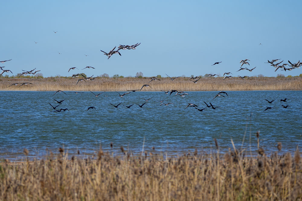 2025年11月13日，越冬候鸟在山东黄河三角洲国家级自然保护区飞翔。新华社记者 朱峥 摄