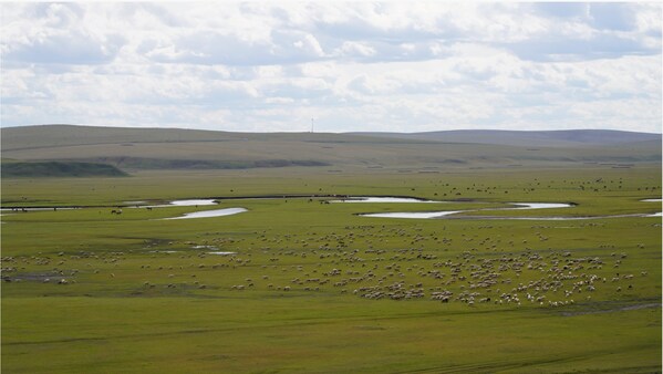 呼伦贝尔草原 ©️WWF
