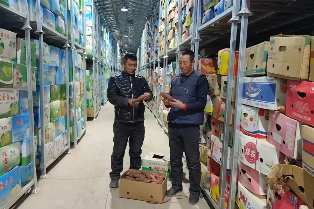 仓储库房货架上堆满收购的红薯。高亚新 摄