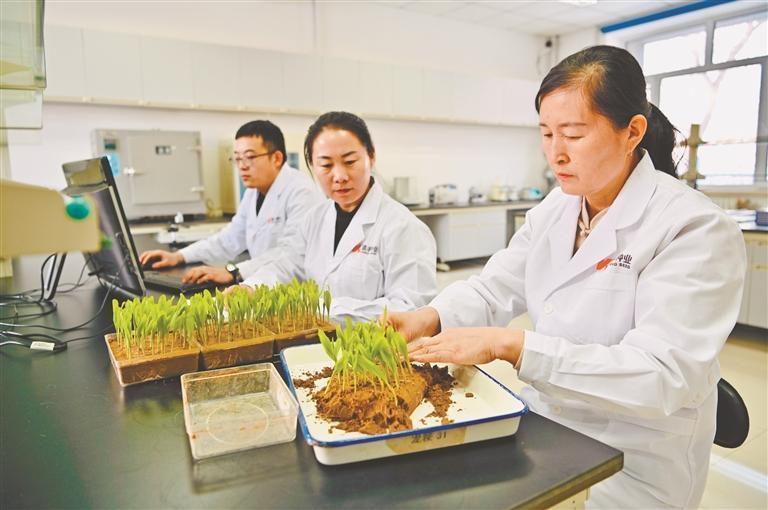 发芽试验。于洋摄