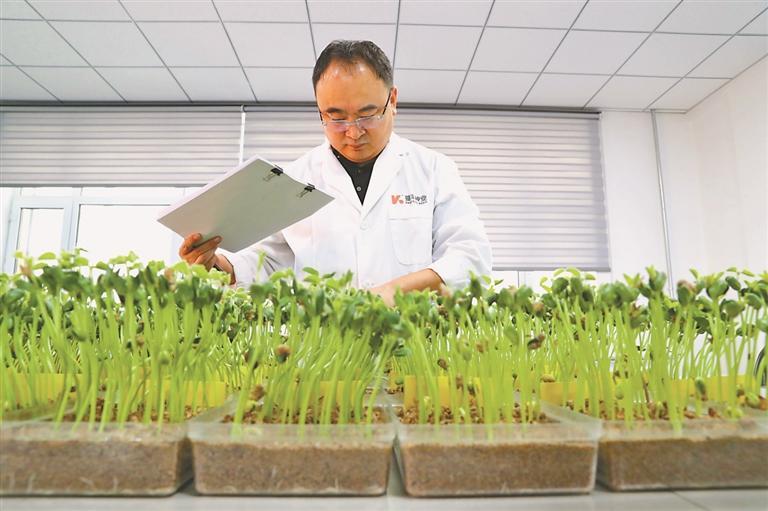 种子试验。安思斯摄