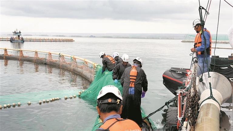 龙羊峡三文鱼走向世界餐桌。本报记者 才贡加 摄