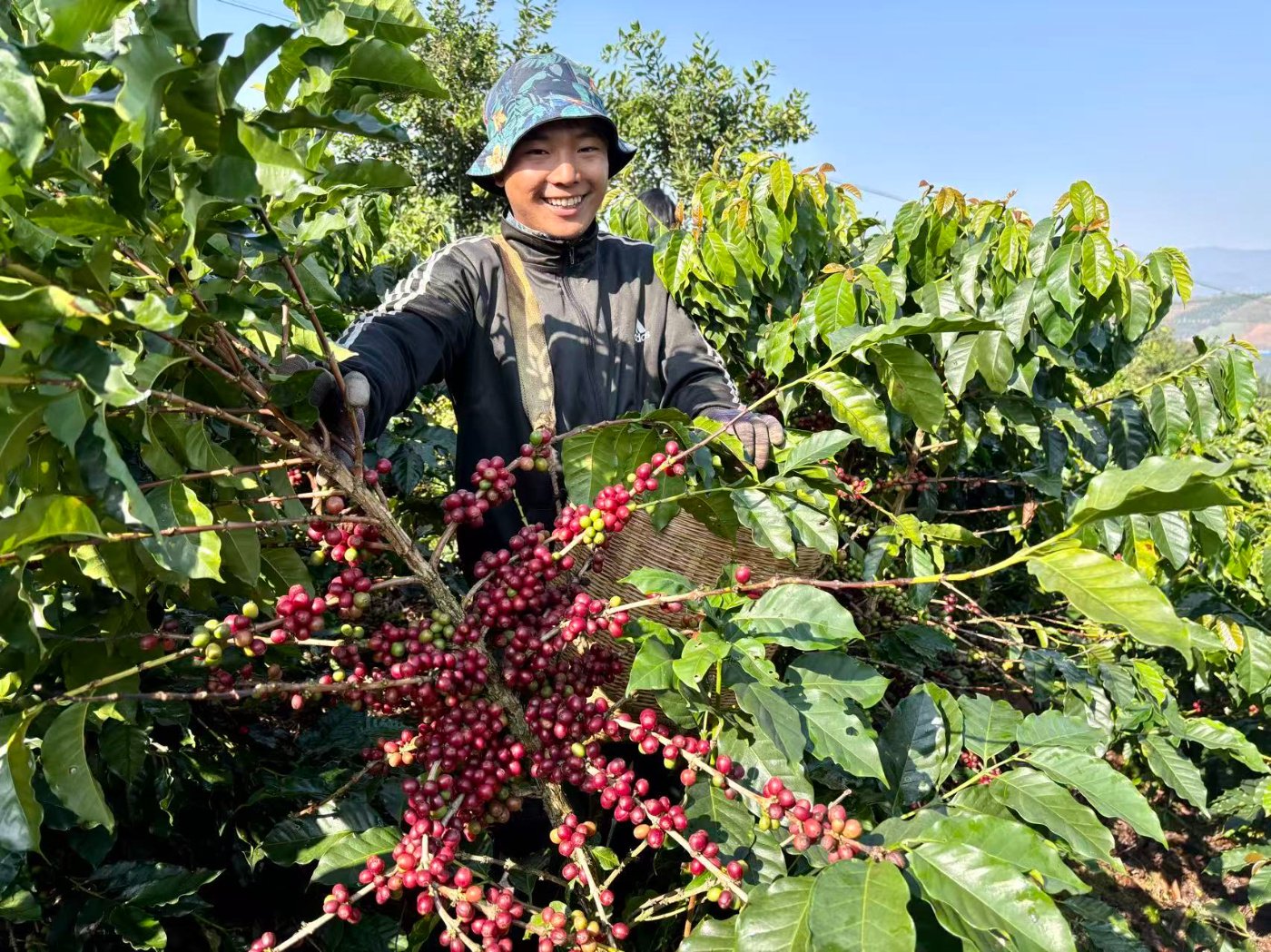 娜允鎮咖農採摘咖啡果。張娜配 供圖