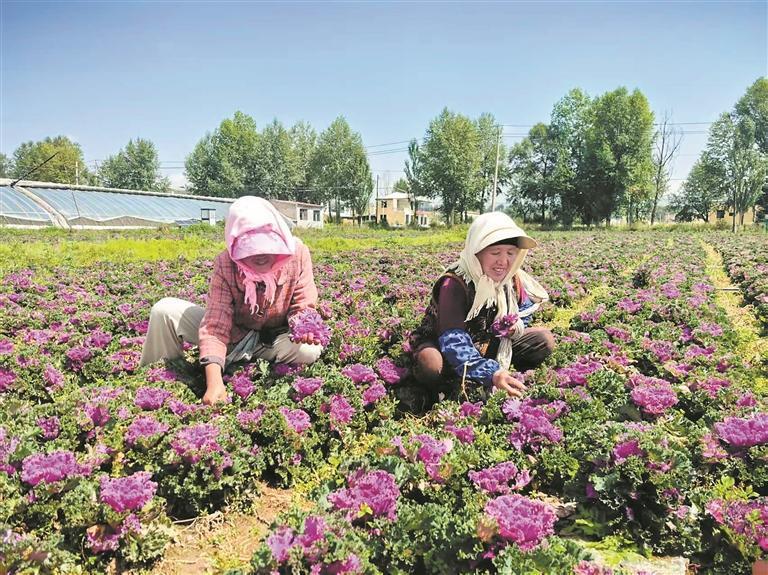 互助冷凉蔬菜种植基地，农户采摘羽衣甘蓝。本报记者 王菲菲 摄