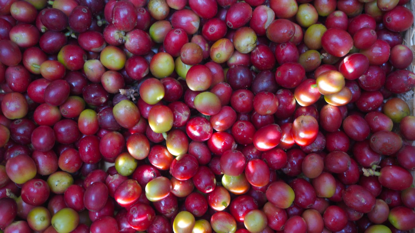 咖啡鮮果。吳元皓 攝