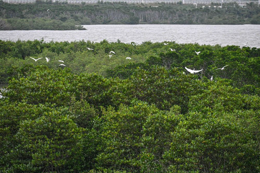 　　↑ 在海南自贸港重点园区——海口江东新区拍摄的东寨港国家级自然保护区红树林（11月15日摄）。