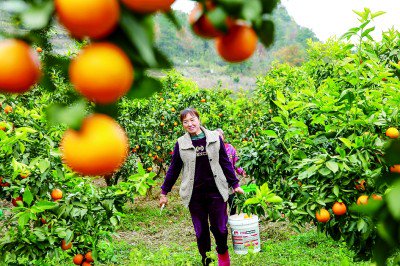 　　果农在贵州省息烽县温泉镇三交村搬运柑橘。新华社发