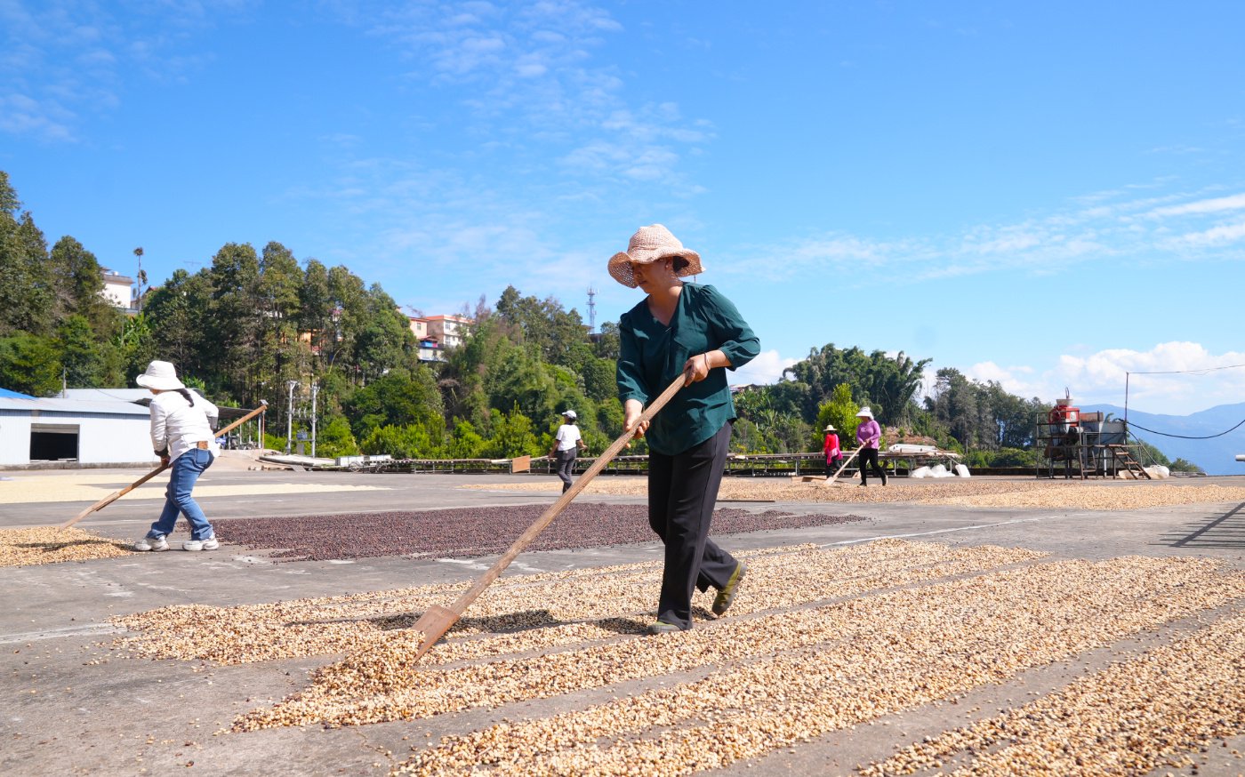 力所咖啡農民專業合作社晾曬咖啡豆。吳元皓 攝