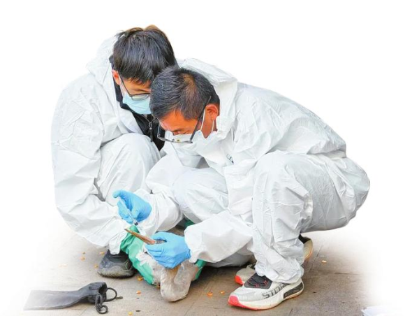 拉市海管護局工作人員為受傷候鳥補充營養液。 通訊員 王泉心 攝