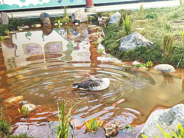 在拉市海管護局的救助下，灰雁已完全康復，準備放飛藍天。 通訊員 王泉心 攝