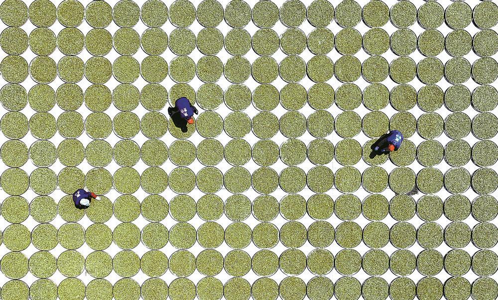 福鼎市前岐鎮鼎白茶業基地晾曬白茶。 王旺旺 攝