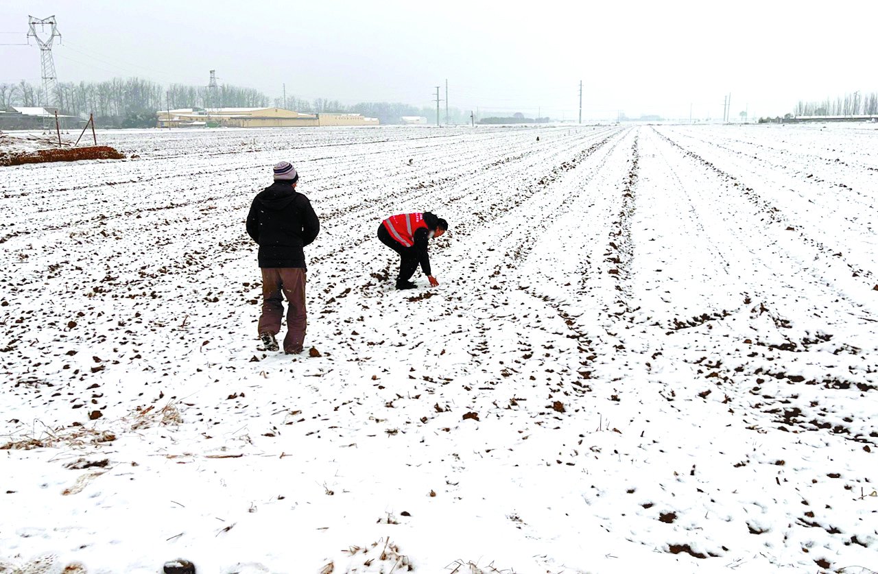 人保财险昌邑支公司雪中查勘小麦。周晓光/摄