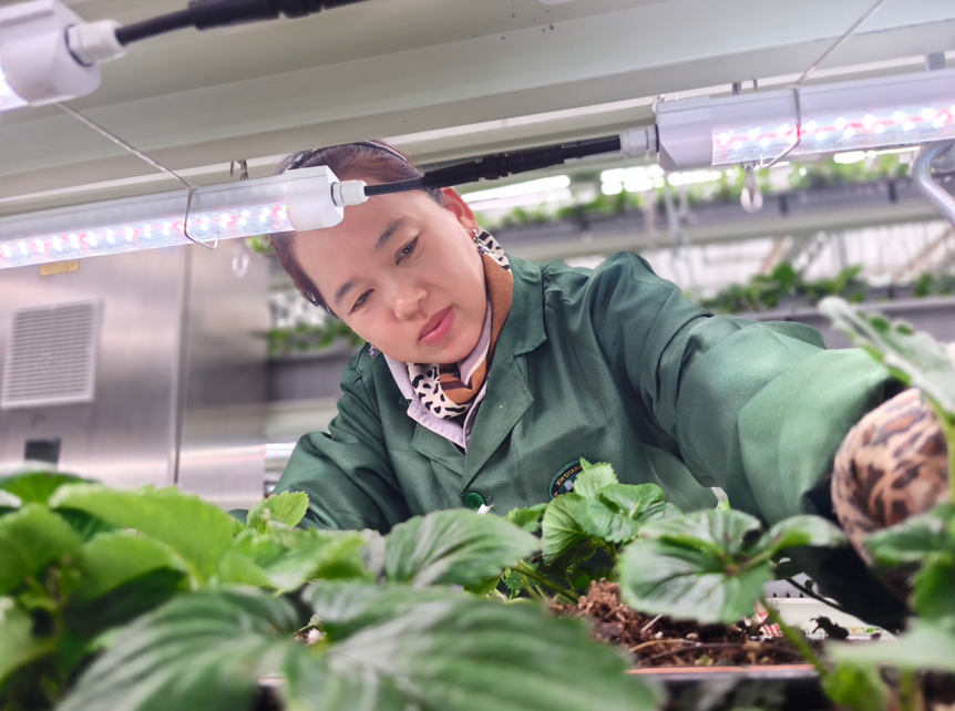 某智能化育苗大棚内，工作人员正在观察作物生长情况。记者 姚慧/摄