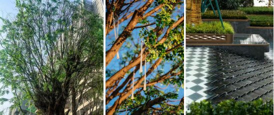 图：永安观棠项目园林景观实景