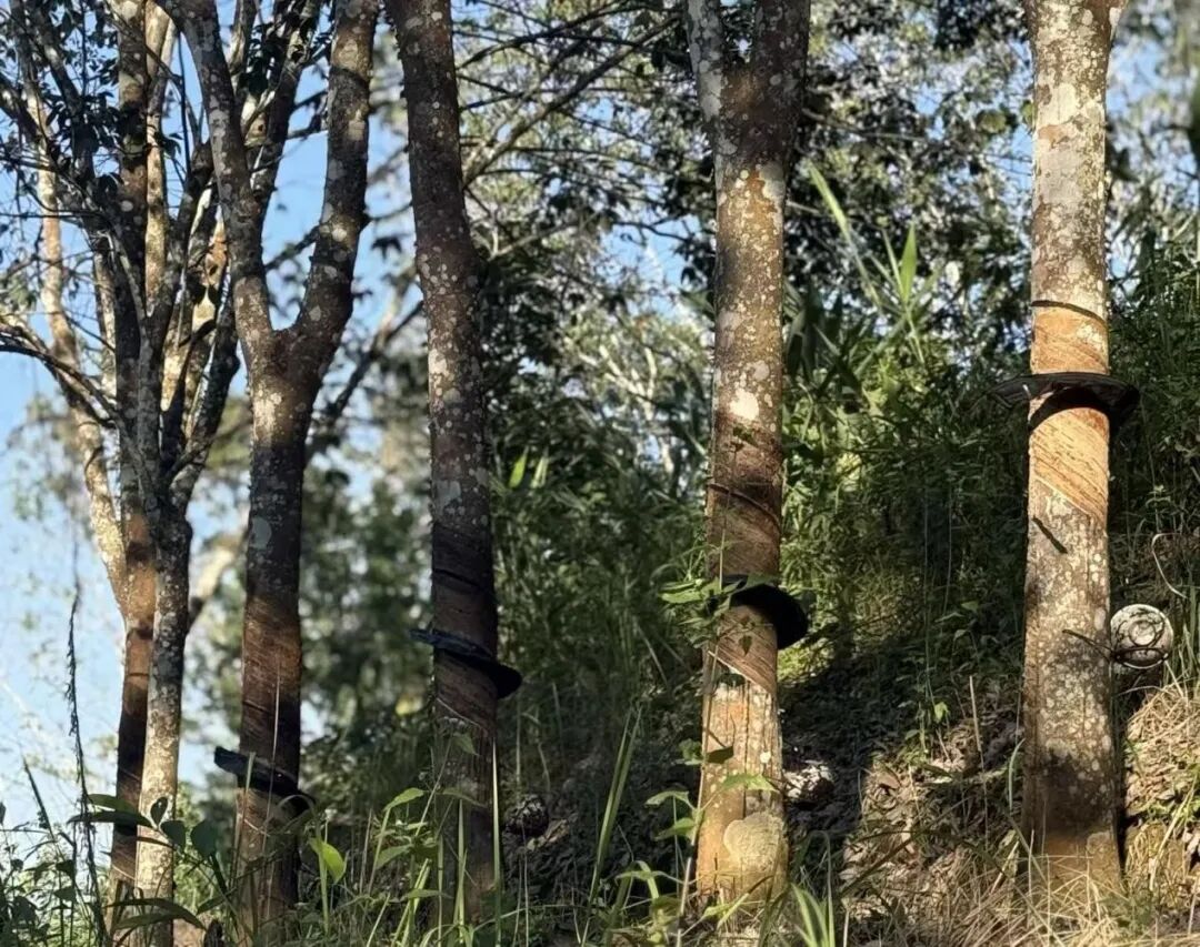 东证期货“保险+期货”模式助力孟连县橡胶产业振兴。图片来源：东证期货