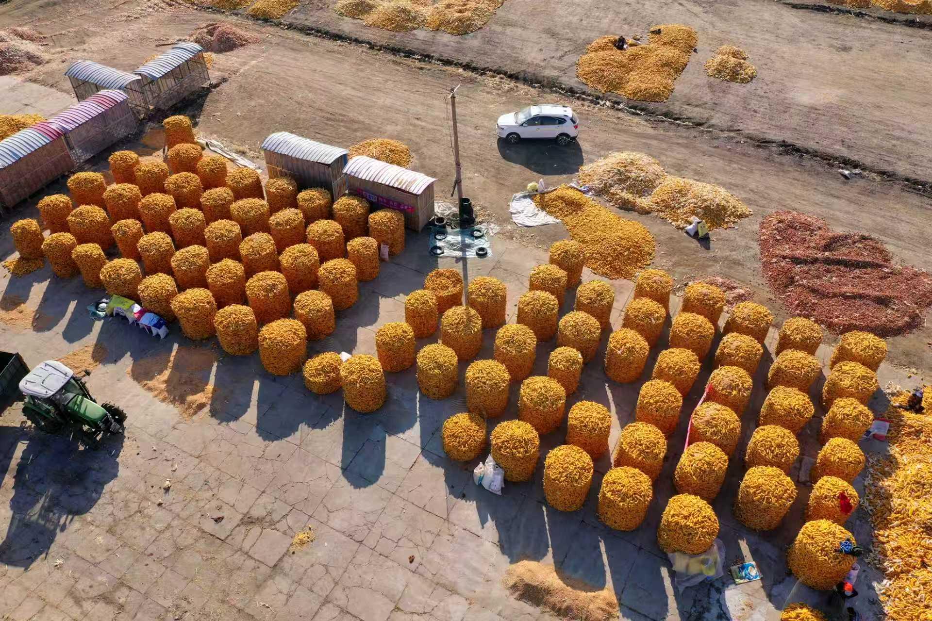 收获后的玉米在晾晒