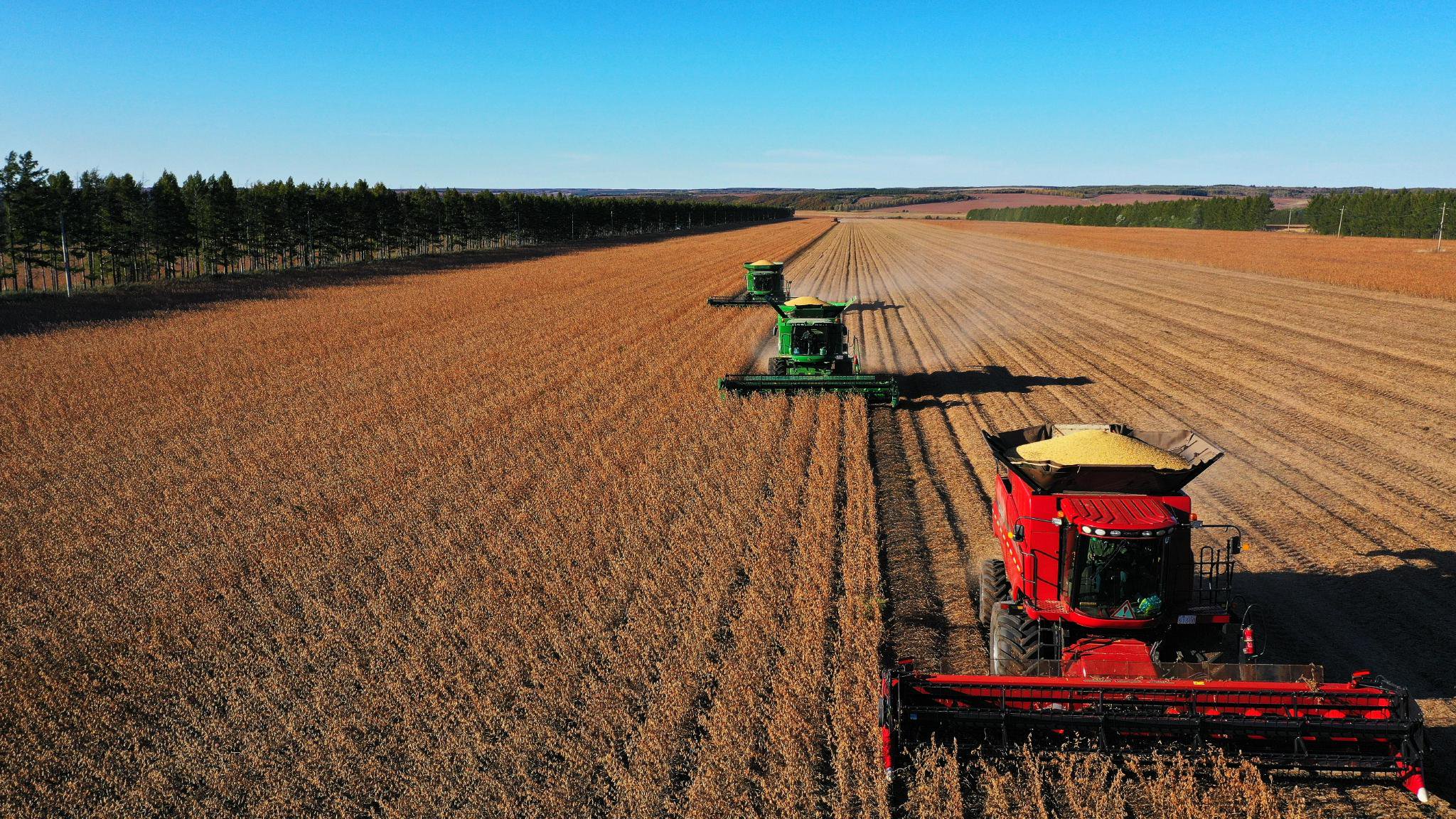 大豆收获作业现场