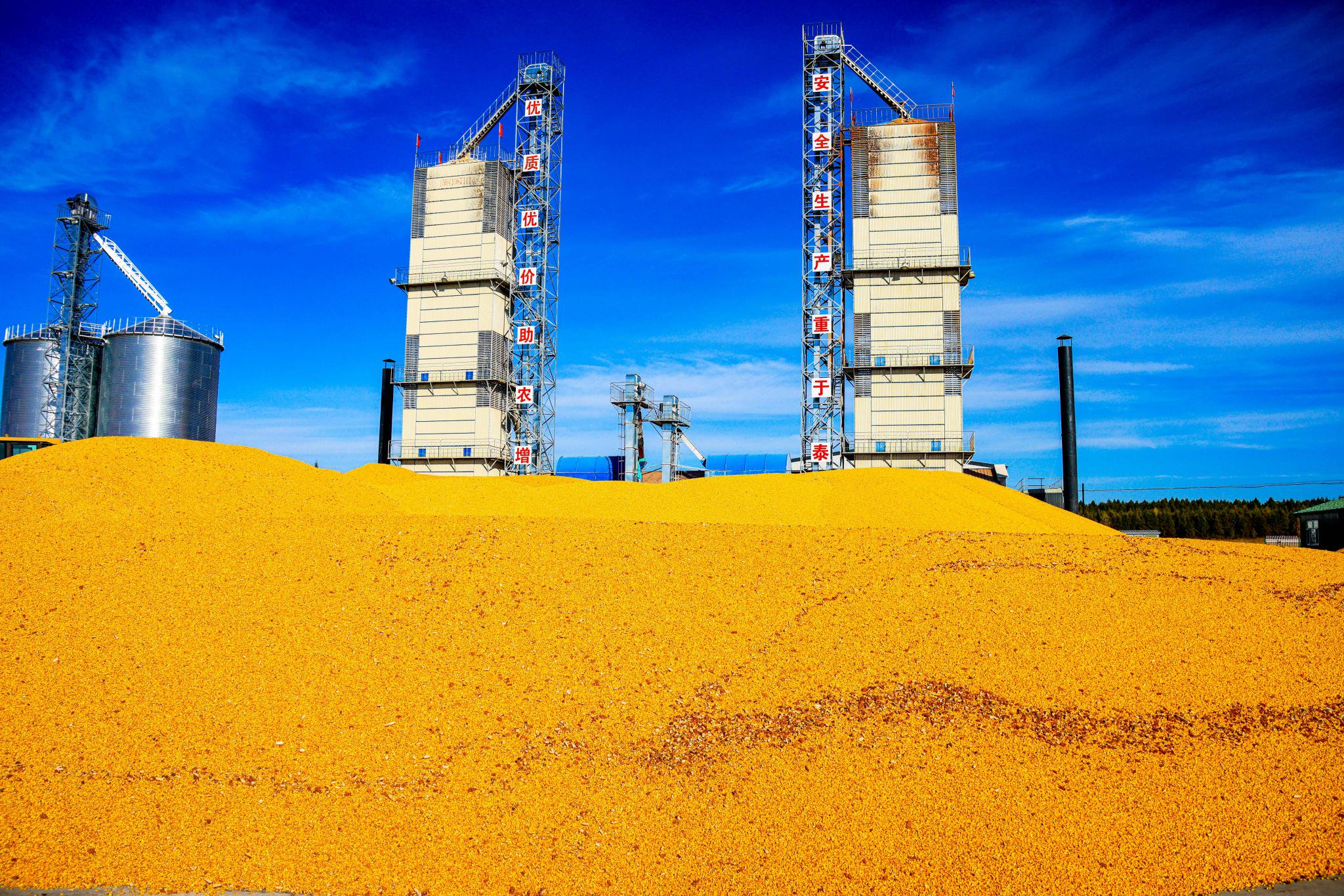 晾晒场里成堆的粮食