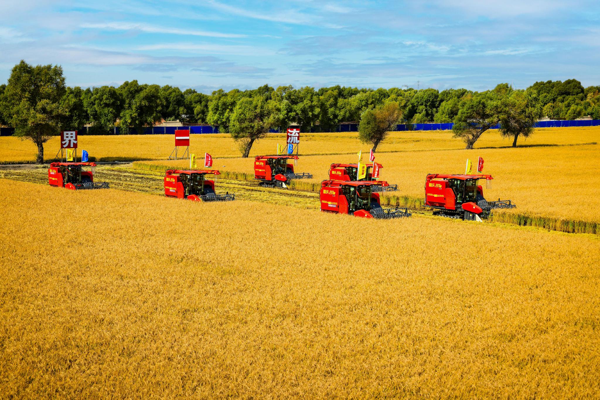 水稻收获作业现场
