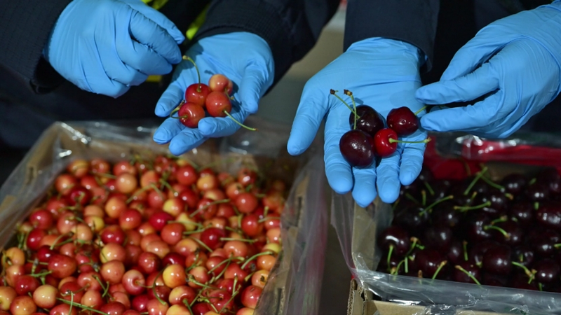 今年到港的新鲜车厘子。受访者供图