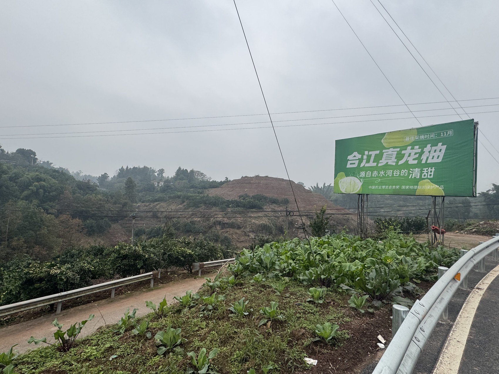 合江县路边真龙柚广告牌。