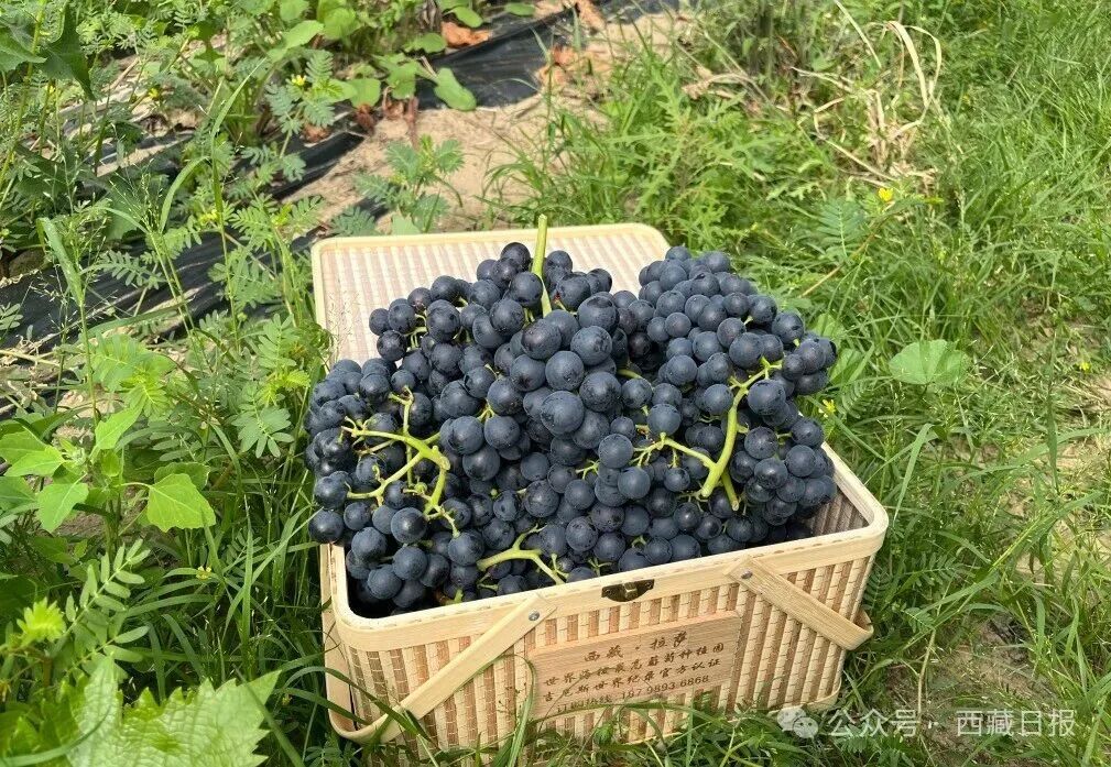图为山南市桑日县塔木村种植的葡萄品种“超高海拔A”红心葡萄。（资料图）