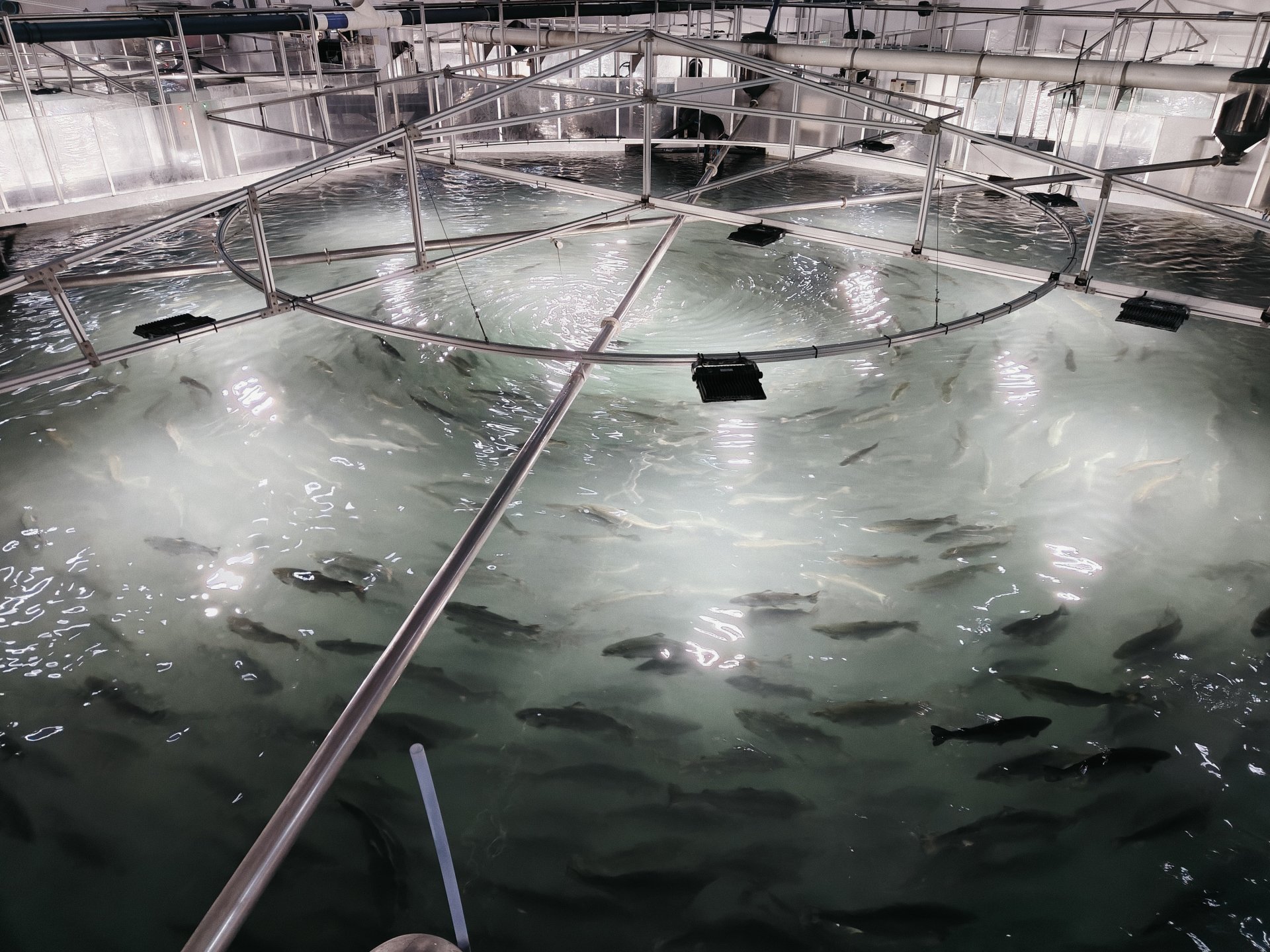 ŵ�ۿ�ˮ����������һ����Ŀ��ֳ��