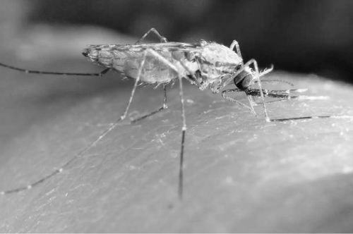 图片来源:James Gathany