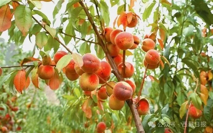西藏园润农业有限公司冬桃种植基地里成熟的冬桃。通讯员　陈乔　顿珠多杰　摄