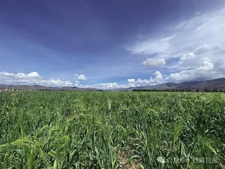 图为拉萨市林周县青稞种质资源保护基地。（资料图）