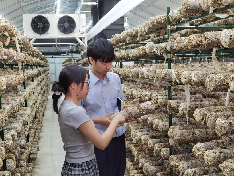 图为邮储银行庆元县支行客户经理走访当地菌菇企业“菌光互补”生产基地（受访单位供图）