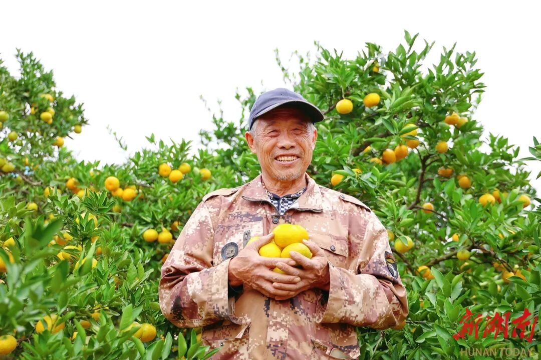 橘农丰收，展露笑颜。刘蓉 摄