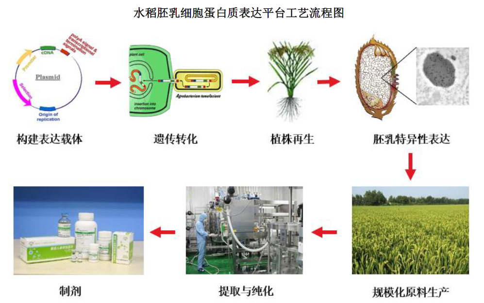图为水稻胚乳细胞蛋白质表达平台工艺流程图 来源：禾元生物招股说明书