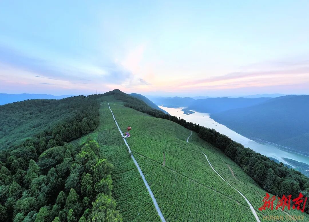 石门白云山立足“云山茶海”资源禀赋，推动茶旅融合发展。刘蓉 摄