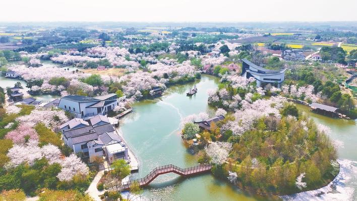 沙洋加快农文旅融合发展，图为诗画一般的樱花部落景区。