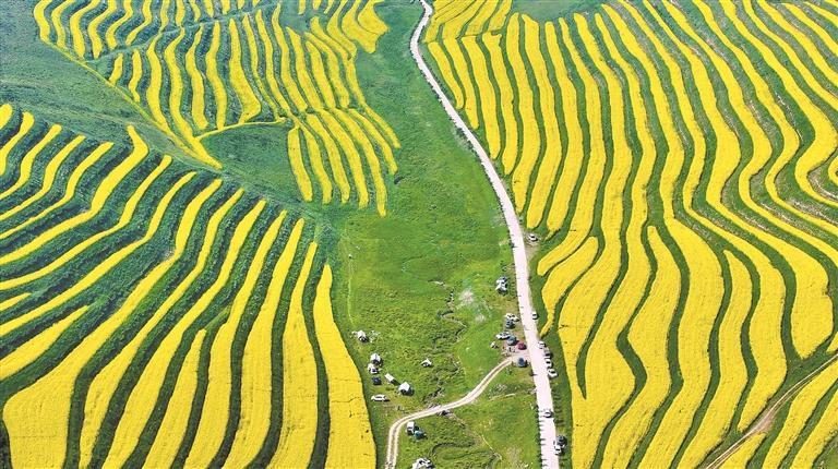 油菜梯田。本报记者 李娜 魏雅琪 摄