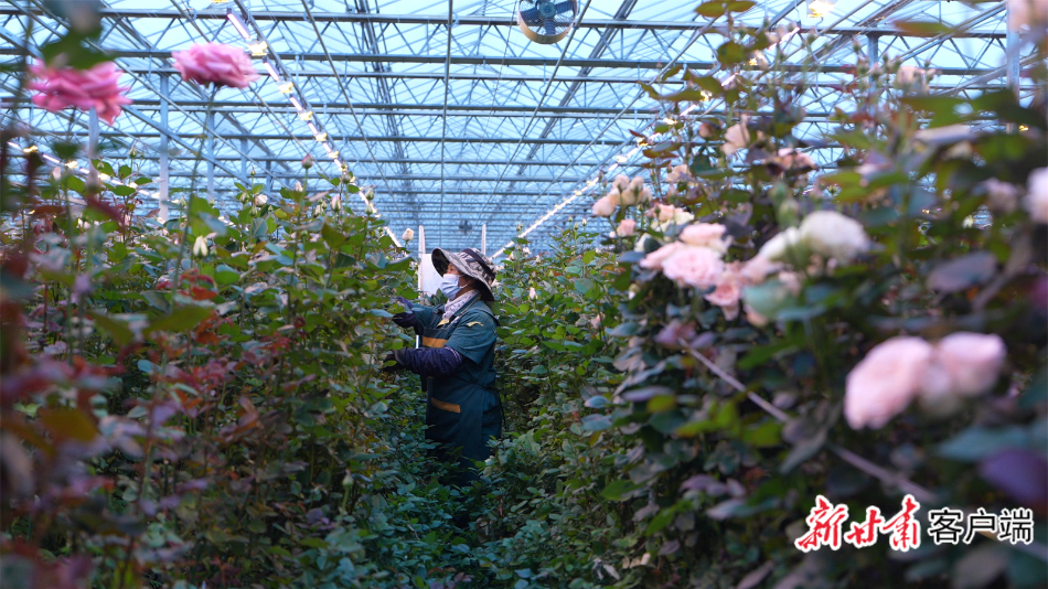 来自兰州新区现代农业示范园的鲜切玫瑰深受海内外市场青睐。本文图片均由新甘肃·甘肃日报记者 魏晓倩摄