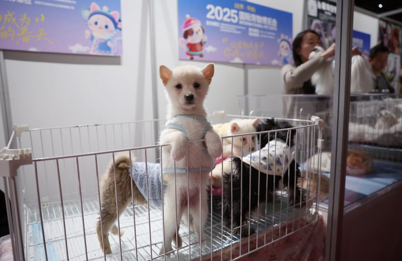 2025国际宠物博览会上，一只小柴犬萌萌地看着镜头。新京报记者 薛珺 摄