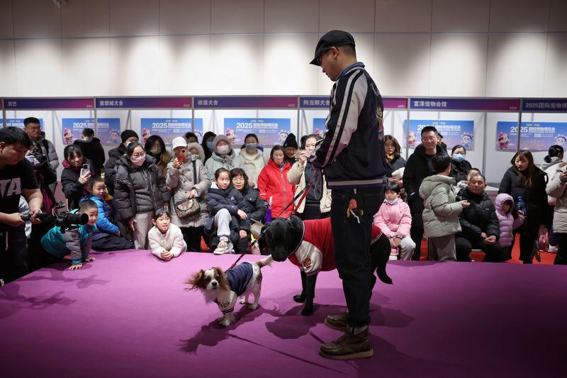 主人牵着宠物犬参加萌宠T台秀。新京报记者 薛珺 摄