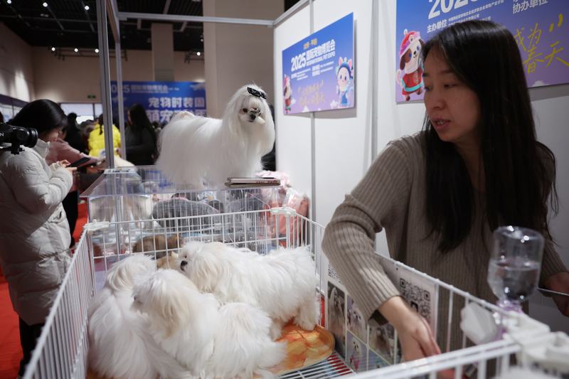 12月20日，平谷区博物馆，2025国际宠物博览会上，一只马尔济斯犬戴着可爱的蝴蝶结。新京报记者 薛珺 摄