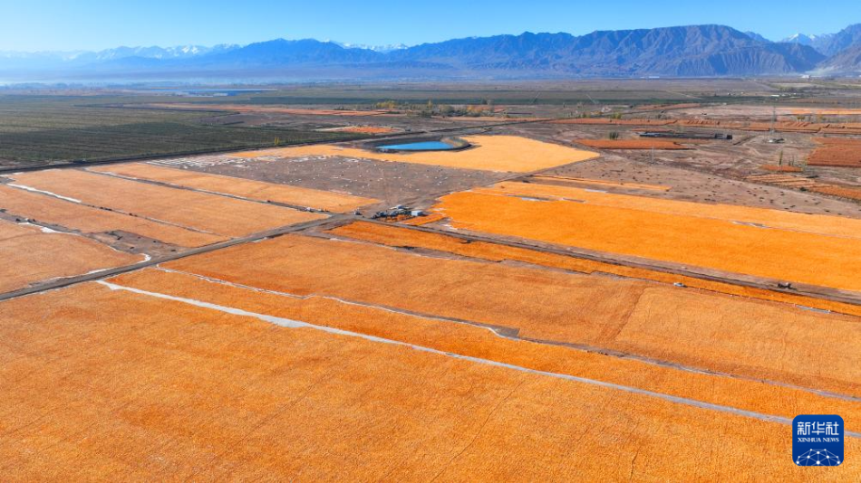 这是2025年10月13日在甘肃省张掖市甘州区一处荒滩拍摄的玉米种子晒场（无人机照片）。新华社发（李自海摄）