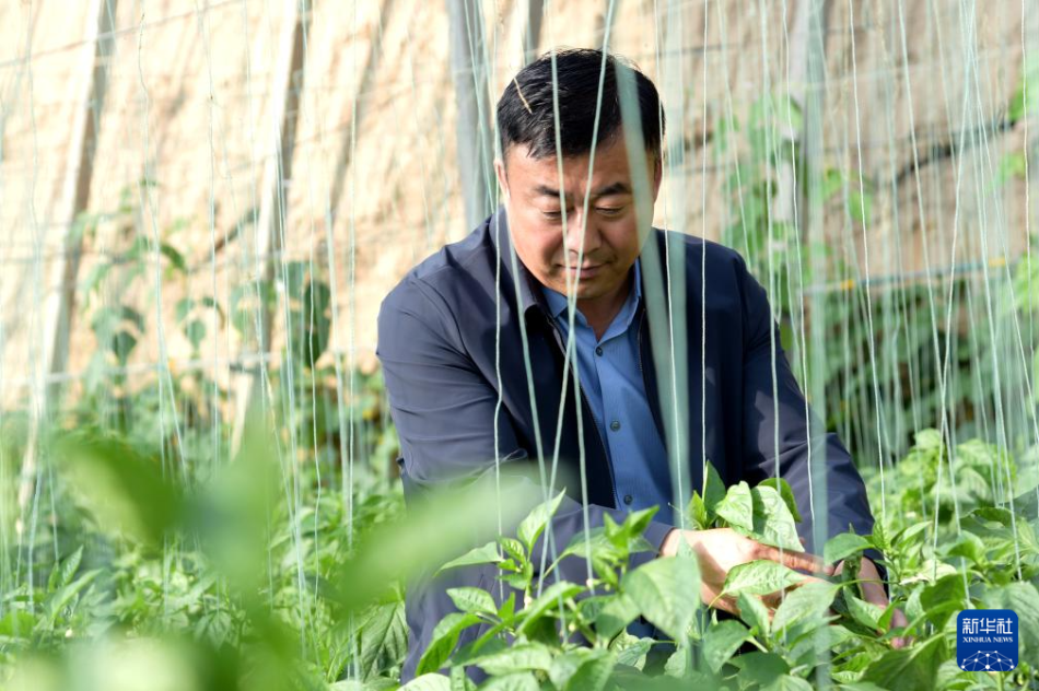 2025年11月12日，在甘肃省张掖市甘州区党寨镇马站村有机蔬菜园，马兆存在查看辣椒长势。新华社记者 王朋 摄