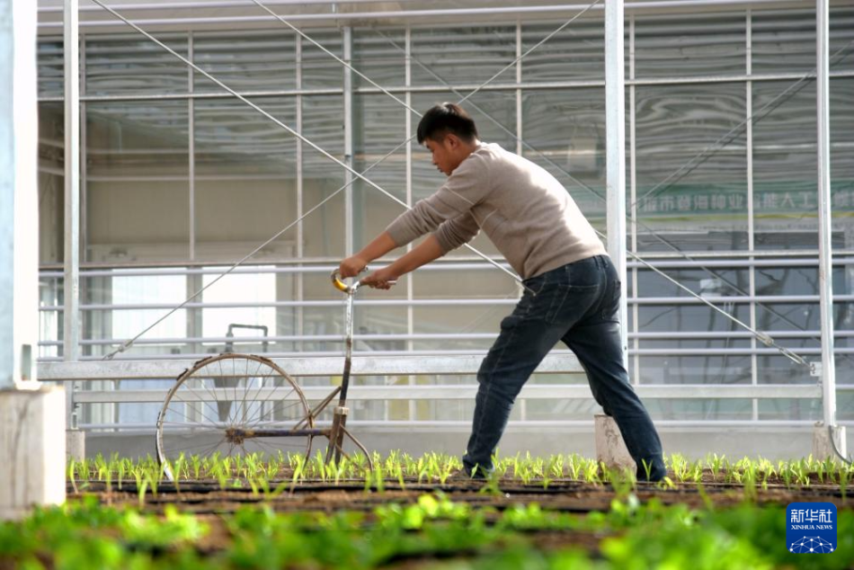  2025年11月12日，在甘肃省张掖市登海种业有限公司人工气候温室，工作人员在开展育种试验。新华社记者 王朋 摄