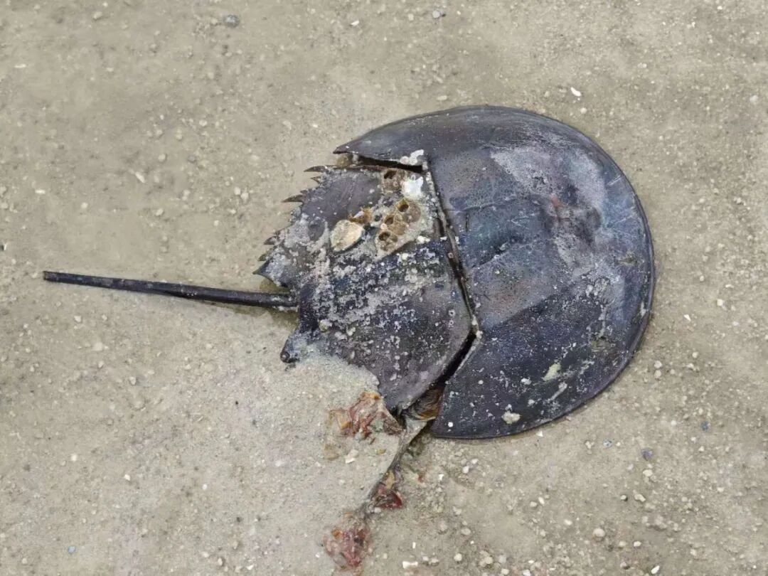 被“必爆桶”赶尽杀绝，广西一网红海滩公告：近期不鼓励前往！